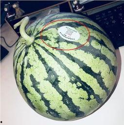 网红吃瓜劲爆,劲爆爆料，揭秘娱乐圈幕后真相