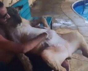 亚洲狮子游泳视频,勇闯碧波，展现王者风采