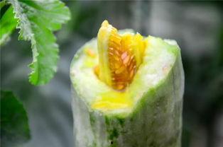 网红吃瓜群名,揭秘娱乐圈幕后风云