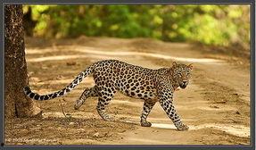 亚洲豹视频大全