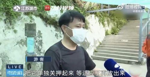 网红吃瓜小玉,揭秘娱乐圈幕后故事