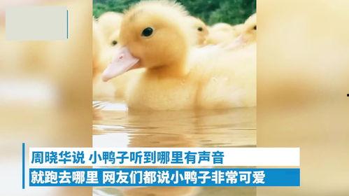 亚洲小黄鸭视频,萌动全球的可爱传奇